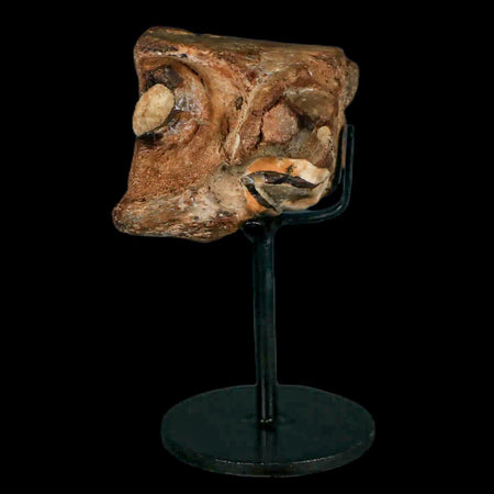 1.9" Mosasaur Fossil Jaw Section Cretaceous Dinosaur Era Texas Ozan FM COA Stand