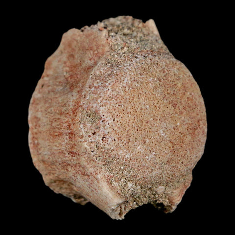 1.2" Mosasaur Fossil Vertebrae Bone Upper Cretaceous Dinosaur Era Morocco COA - Fossil Age Minerals