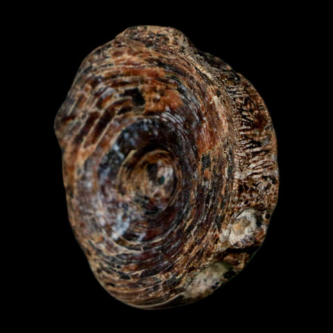 23MM Fossil Fish Vertebrae Cretaceous Dinosaur Era Ozan Formation Texas - Fossil Age Minerals