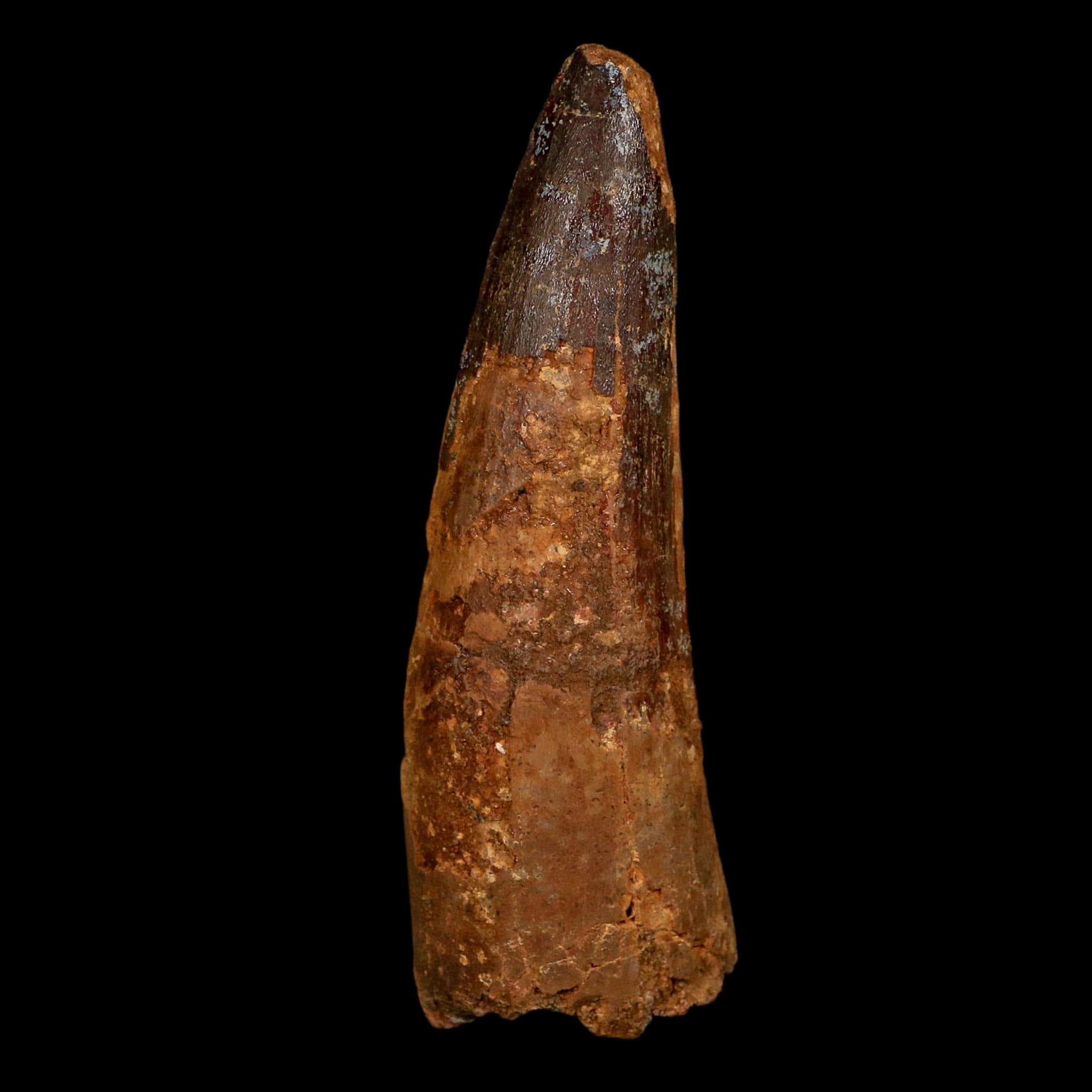 XL 3.8" Spinosaurus Fossil Tooth 100 Million Years Old Cretaceous Dinosaur COA