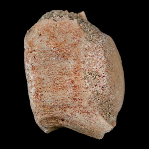 1.2" Mosasaur Fossil Vertebrae Bone Upper Cretaceous Dinosaur Era Morocco COA - Fossil Age Minerals