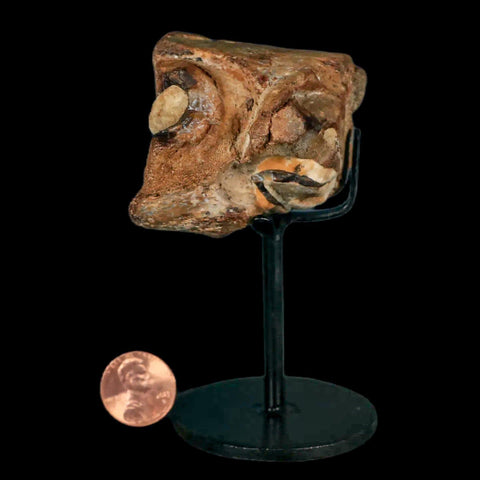 1.9" Mosasaur Fossil Jaw Section Cretaceous Dinosaur Era Texas Ozan FM COA Stand - Fossil Age Minerals