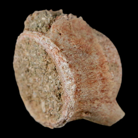 1.2" Mosasaur Fossil Vertebrae Bone Upper Cretaceous Dinosaur Era Morocco COA - Fossil Age Minerals