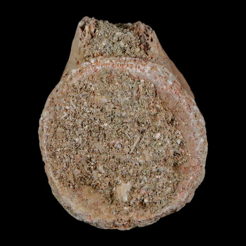 1.2" Mosasaur Fossil Vertebrae Bone Upper Cretaceous Dinosaur Era Morocco COA - Fossil Age Minerals