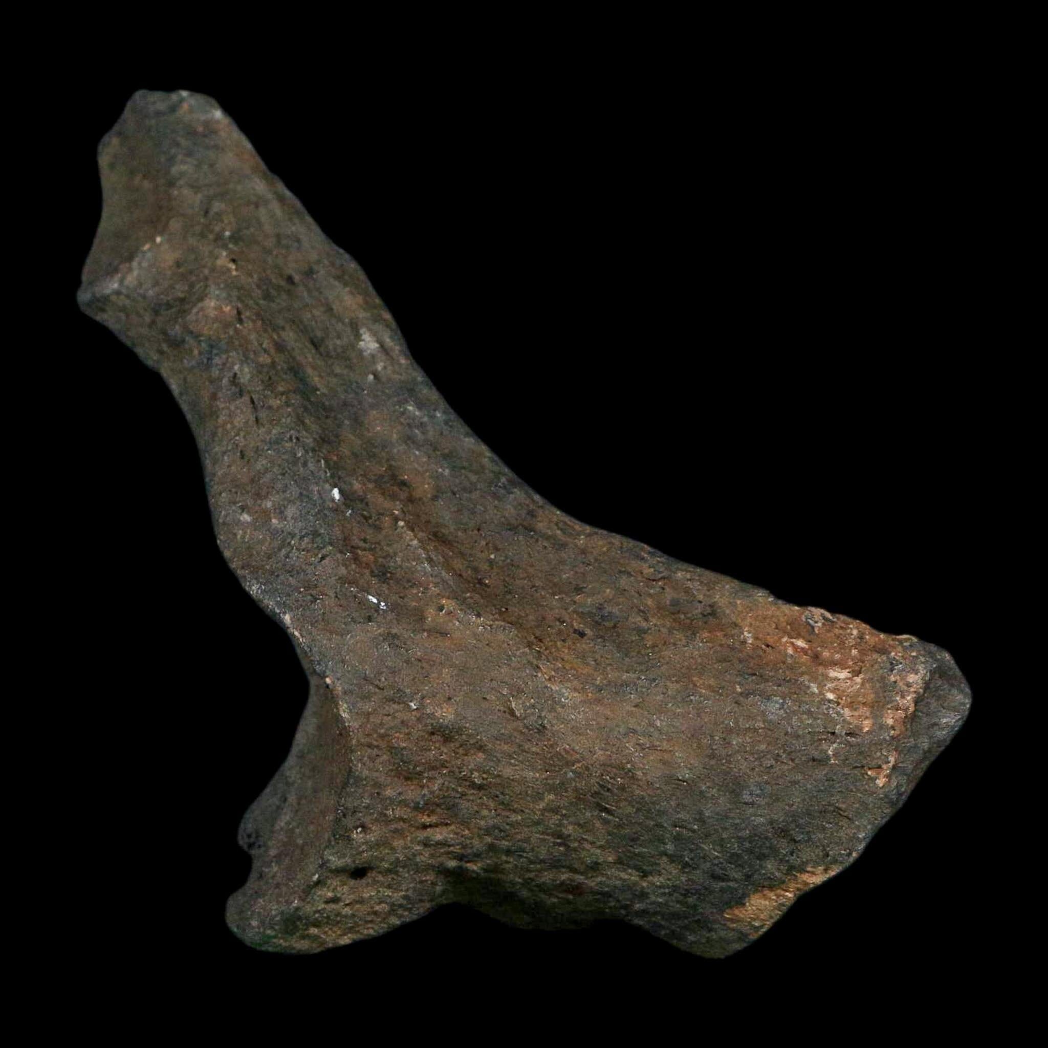 3.4" Giant Ground Sloth Rib Fossil Pleistocene Epoch North Florida Metal Stand - Fossil Age Minerals