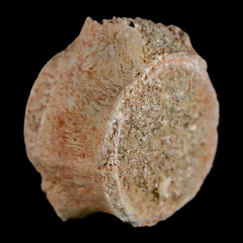 1.2" Mosasaur Fossil Vertebrae Bone Upper Cretaceous Dinosaur Era Morocco COA - Fossil Age Minerals