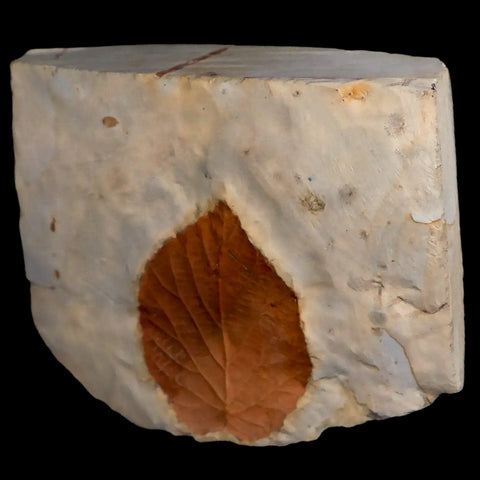 2.1" Celtis Aspera Hackberry Fossil Plant Leaf Fort Union Glendive MT Paleocene Age - Fossil Age Minerals