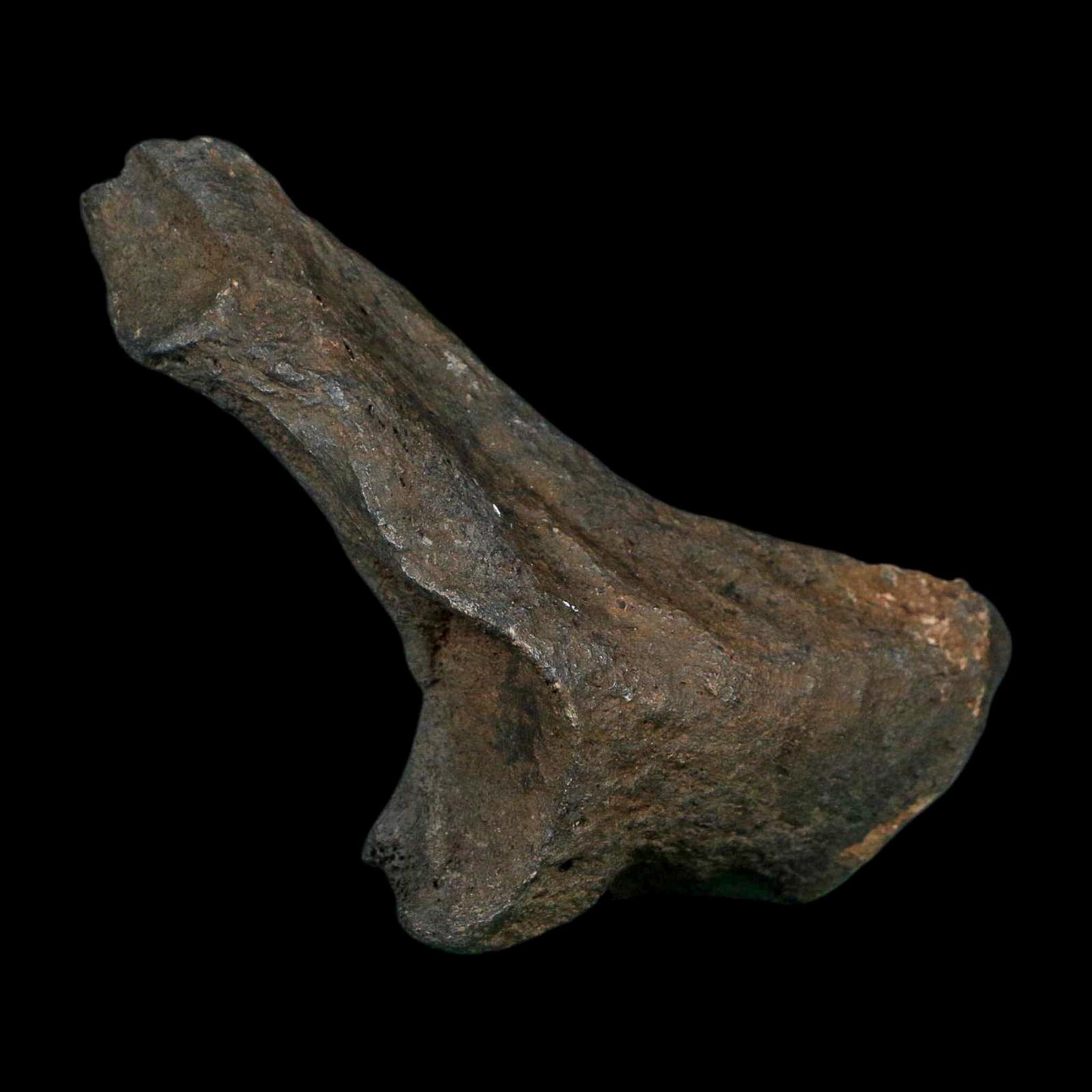 3.4" Giant Ground Sloth Rib Fossil Pleistocene Epoch North Florida Metal Stand - Fossil Age Minerals
