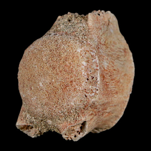 1.2" Mosasaur Fossil Vertebrae Bone Upper Cretaceous Dinosaur Era Morocco COA - Fossil Age Minerals