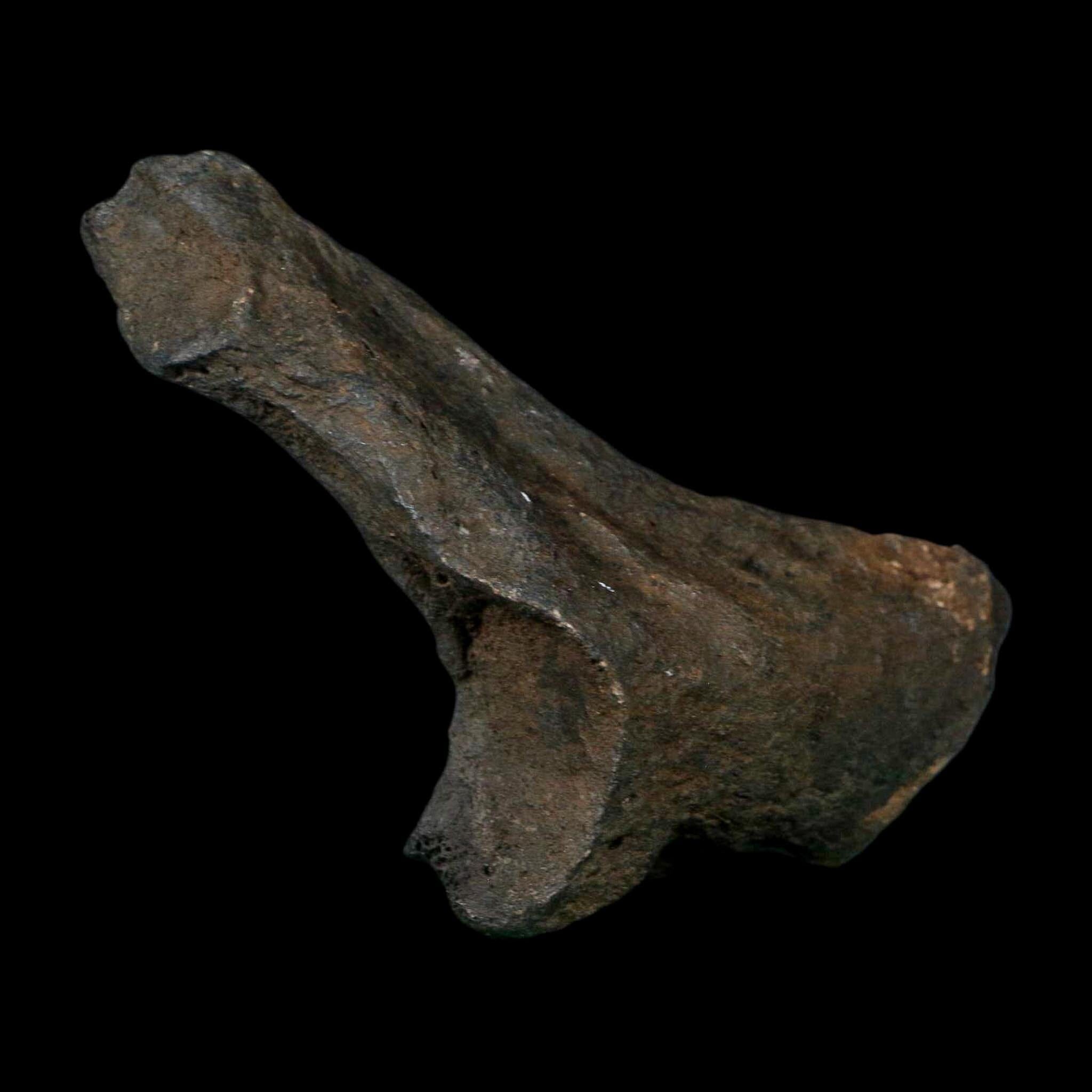 3.4" Giant Ground Sloth Rib Fossil Pleistocene Epoch North Florida Metal Stand - Fossil Age Minerals