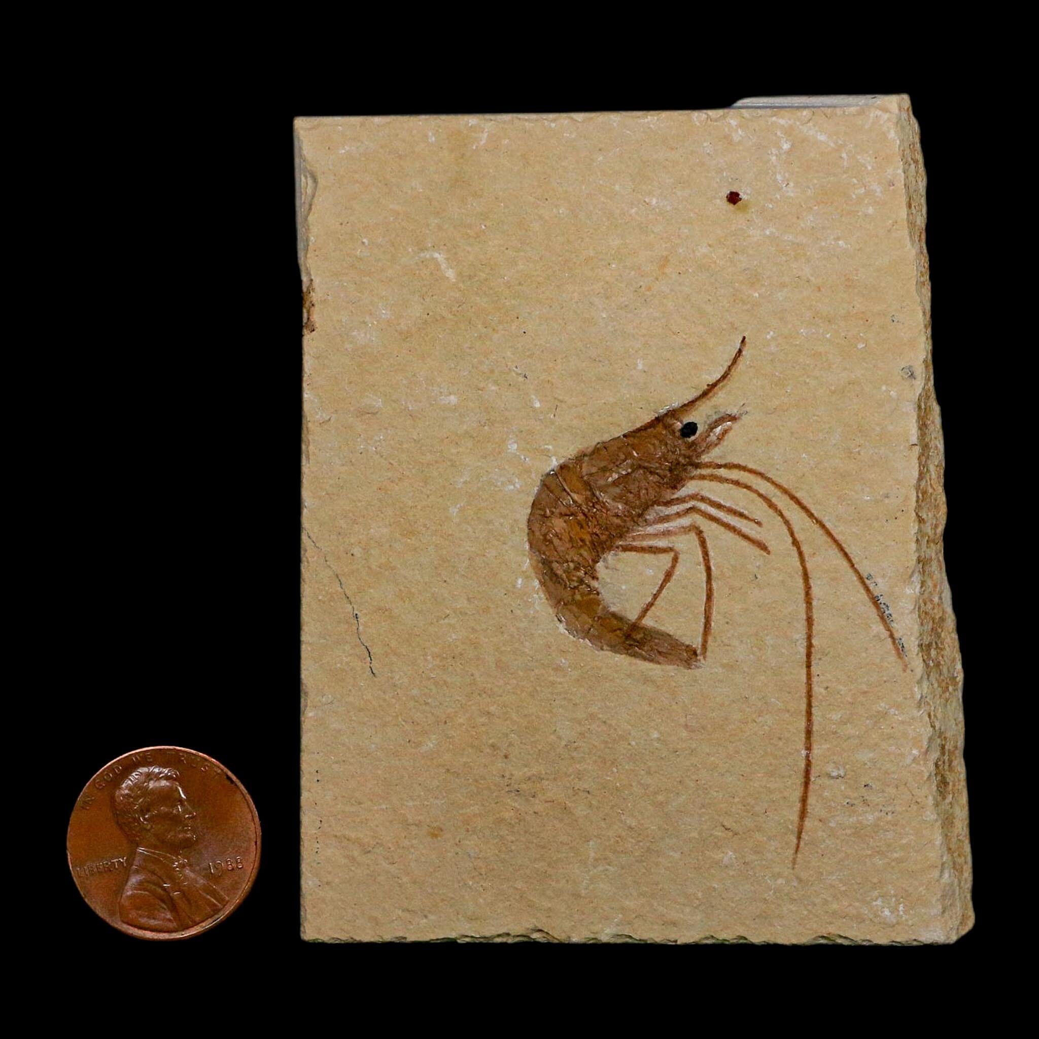 2" Fossil Shrimp Carpopenaeus Cretaceous Age 100 Mil Yrs Old Lebanon COA