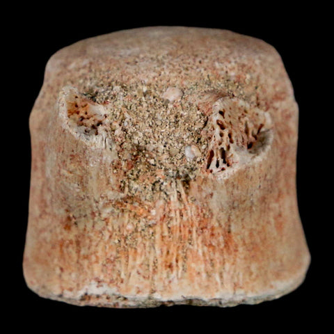 1.2" Mosasaur Fossil Vertebrae Bone Upper Cretaceous Dinosaur Era Morocco COA - Fossil Age Minerals