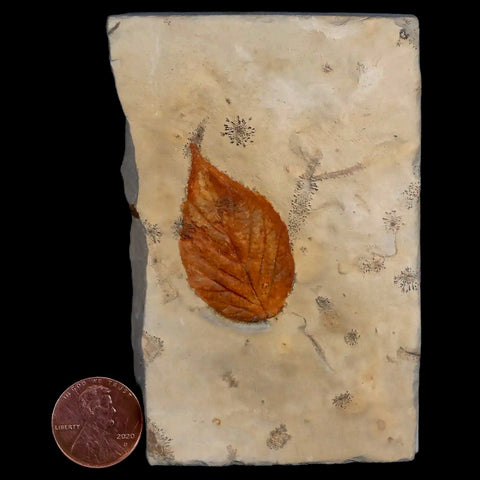 1.5" Celtis Aspera Hackberry Fossil Plant Leaf Fort Union Glendive MT Paleocene Age - Fossil Age Minerals