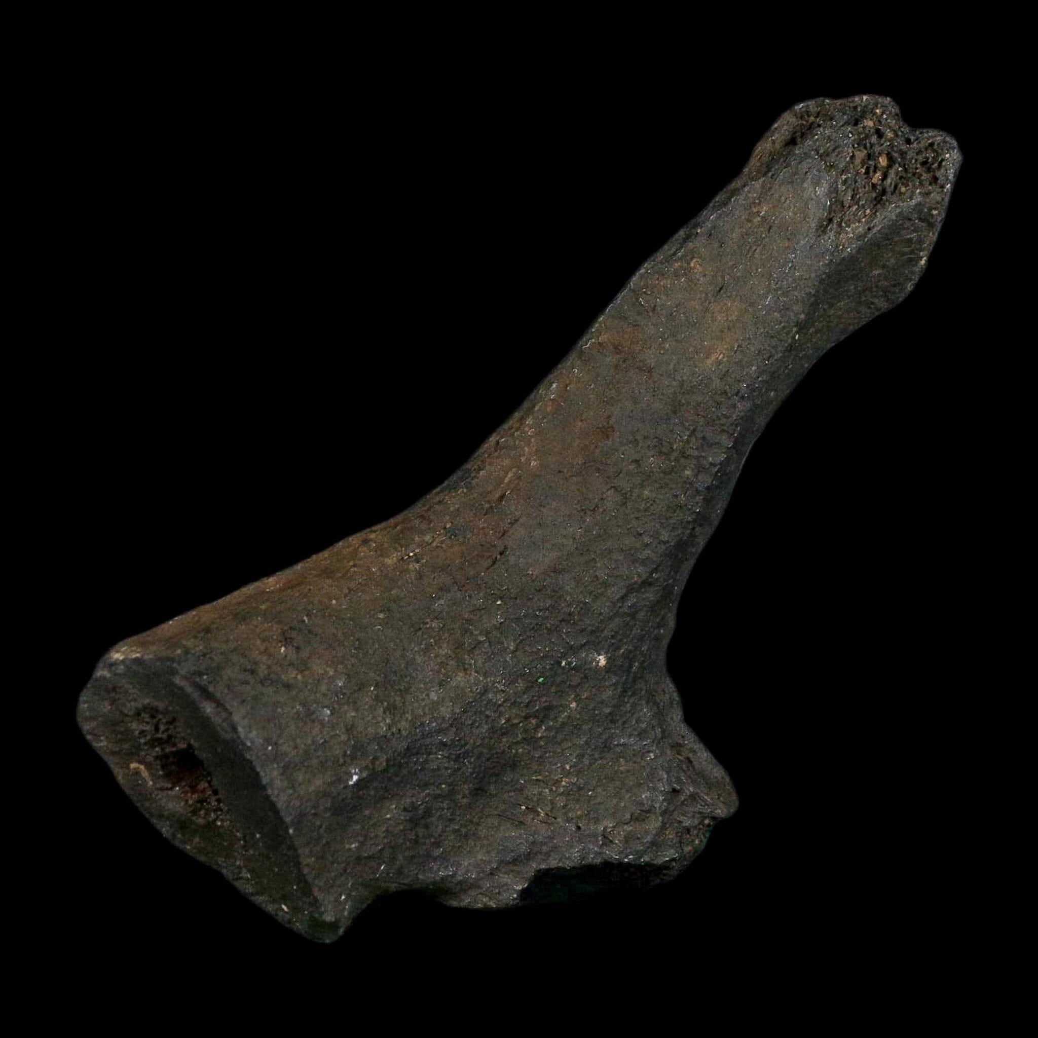 3.4" Giant Ground Sloth Rib Fossil Pleistocene Epoch North Florida Metal Stand - Fossil Age Minerals