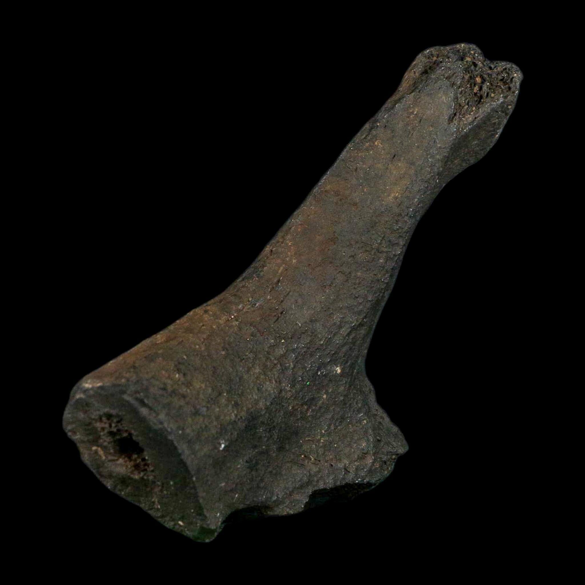 3.4" Giant Ground Sloth Rib Fossil Pleistocene Epoch North Florida Metal Stand - Fossil Age Minerals