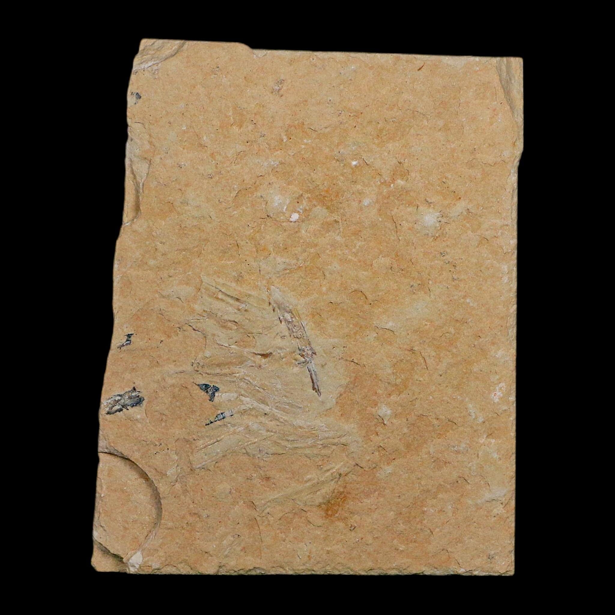 2" Fossil Shrimp Carpopenaeus Cretaceous Age 100 Mil Yrs Old Lebanon COA