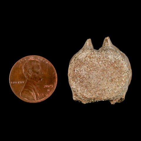 1" Mosasaur Fossil Vertebrae Bone Upper Cretaceous Dinosaur Era Morocco COA - Fossil Age Minerals