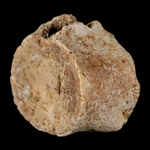 1" Mosasaur Fossil Vertebrae Bone Upper Cretaceous Dinosaur Era Morocco COA - Fossil Age Minerals