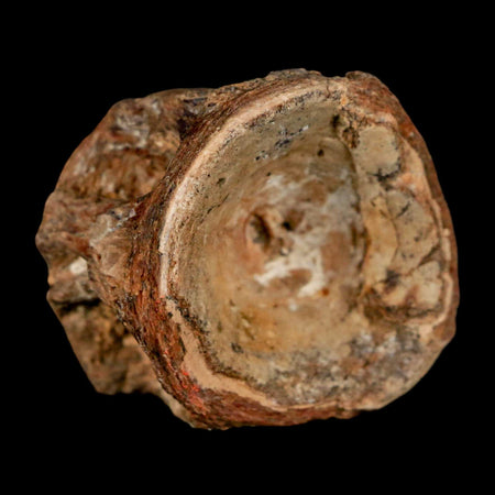 29MM Pachyrhizodus Sp Fossil Fish Vertebrae Cretaceous Dinosaur Era Ozan FM Texas