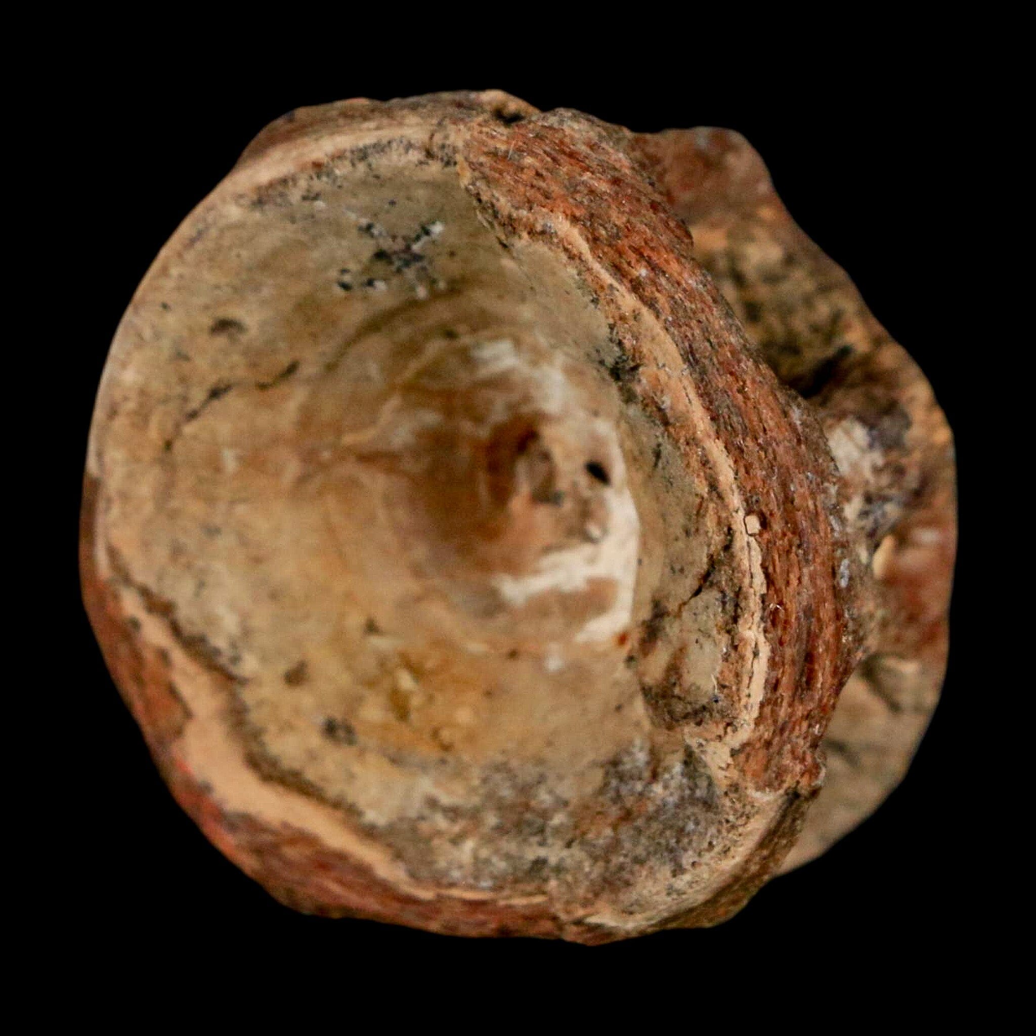 29MM Pachyrhizodus Sp Fossil Fish Vertebrae Cretaceous Dinosaur Era Ozan FM Texas - Fossil Age Minerals