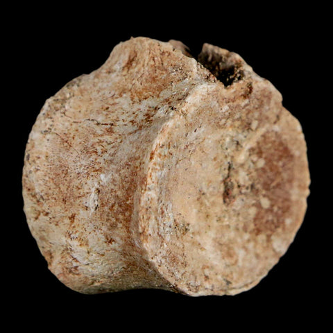 1" Mosasaur Fossil Vertebrae Bone Upper Cretaceous Dinosaur Era Morocco COA - Fossil Age Minerals