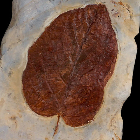 3.8" Pterospermites Cordatus Fossil Plant Leaf  Plant Fort Union Fm Glendive MT Stand - Fossil Age Minerals