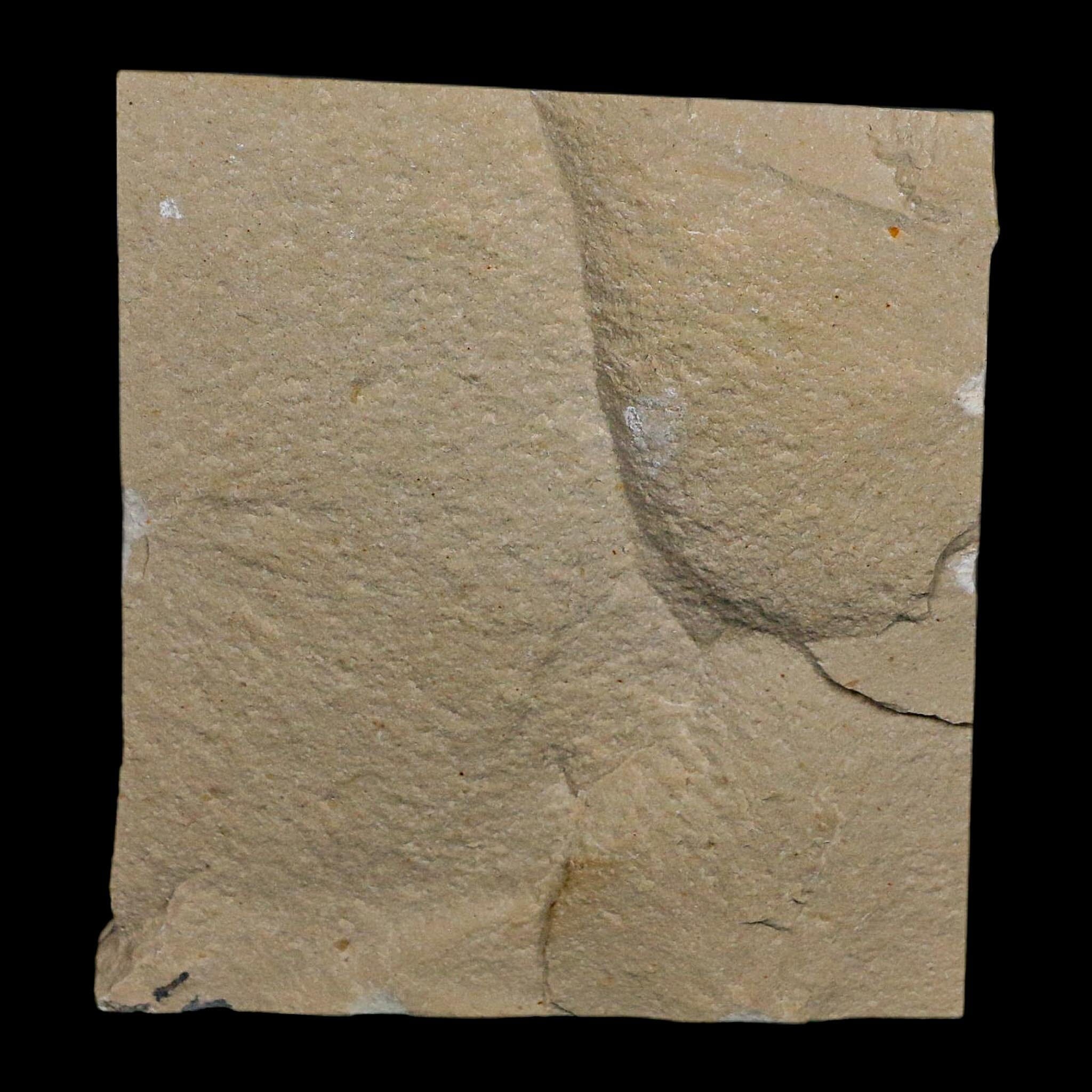 1.8" Fossil Shrimp Carpopenaeus Cretaceous Age 100 Mil Yrs Old Lebanon COA