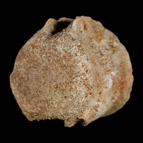 1" Mosasaur Fossil Vertebrae Bone Upper Cretaceous Dinosaur Era Morocco COA - Fossil Age Minerals