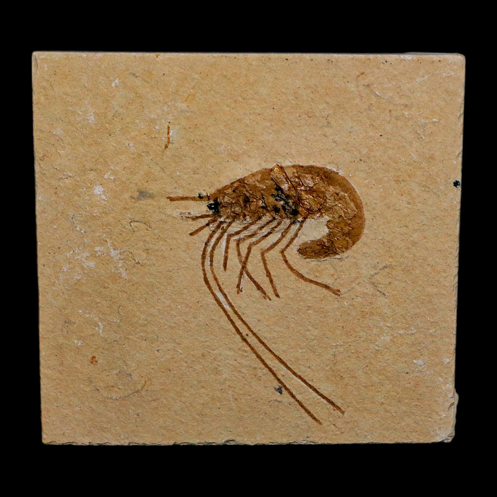 1.6" Fossil Shrimp Carpopenaeus Cretaceous Age 100 Mil Yrs Old Lebanon COA