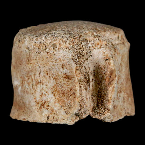 1" Mosasaur Fossil Vertebrae Bone Upper Cretaceous Dinosaur Era Morocco COA - Fossil Age Minerals