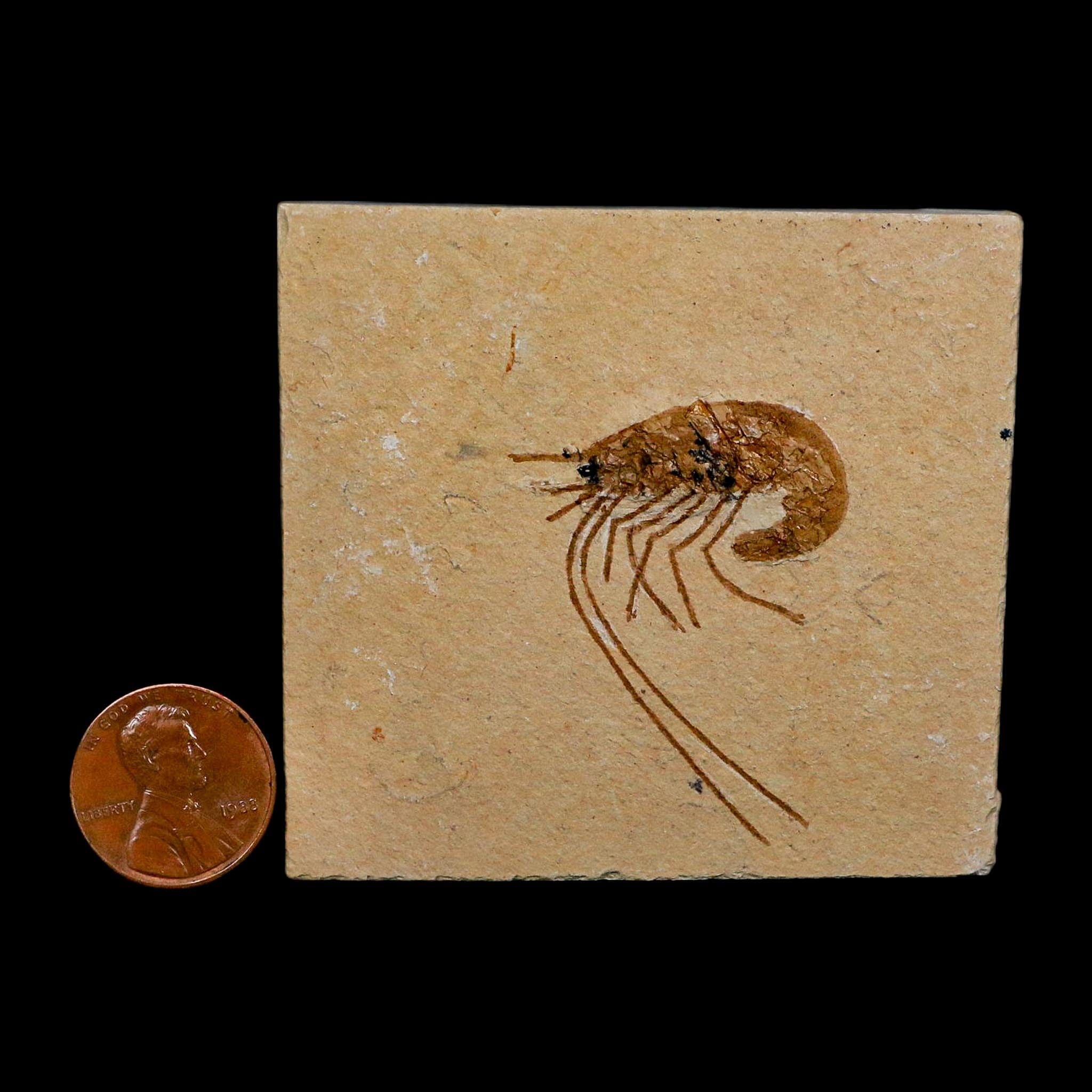 1.6" Fossil Shrimp Carpopenaeus Cretaceous Age 100 Mil Yrs Old Lebanon COA