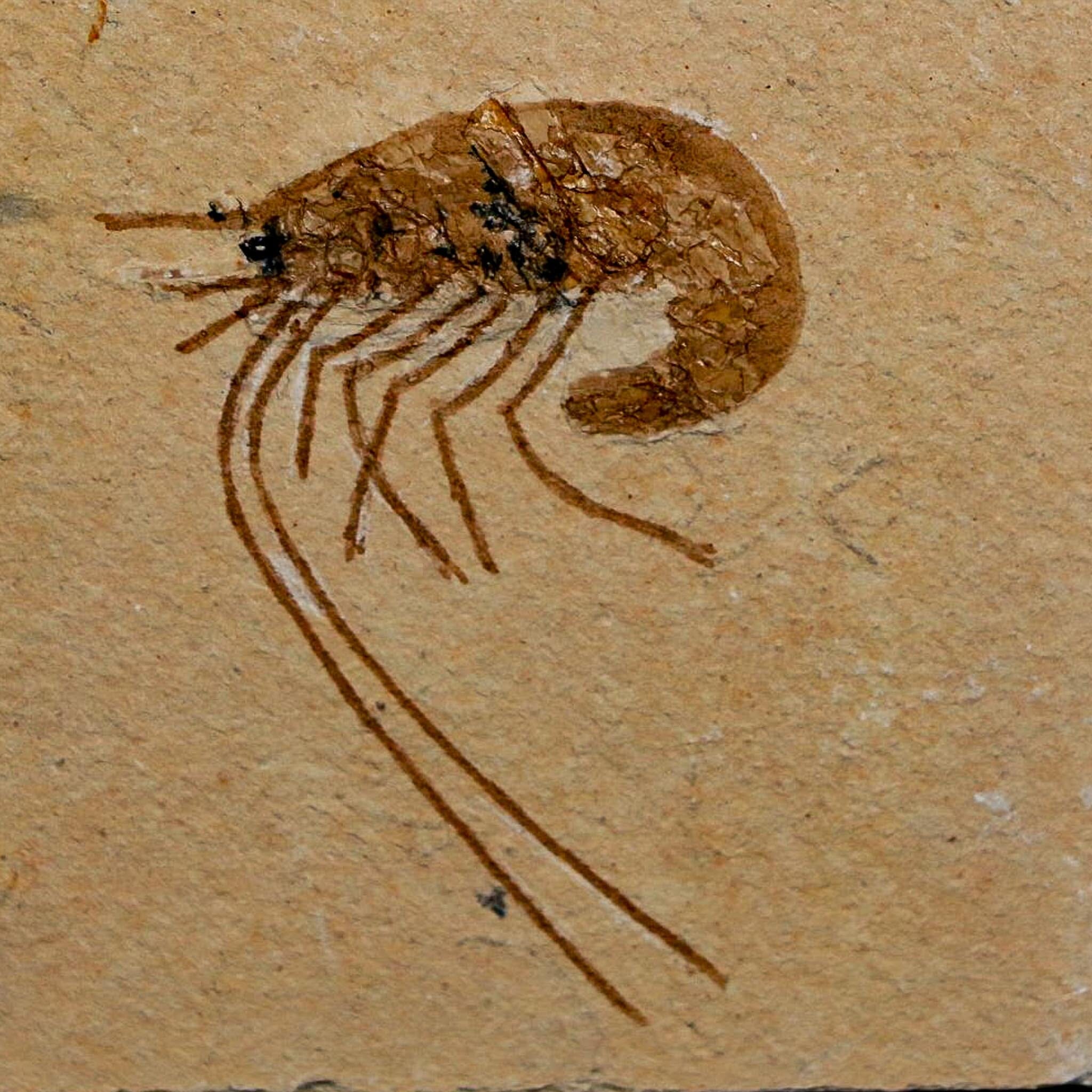 1.6" Fossil Shrimp Carpopenaeus Cretaceous Age 100 Mil Yrs Old Lebanon COA