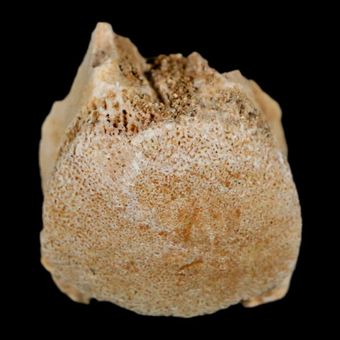 1" Mosasaur Fossil Vertebrae Bone Upper Cretaceous Dinosaur Era Morocco COA - Fossil Age Minerals