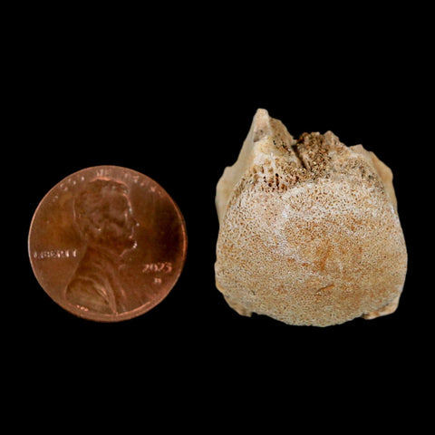 1" Mosasaur Fossil Vertebrae Bone Upper Cretaceous Dinosaur Era Morocco COA - Fossil Age Minerals