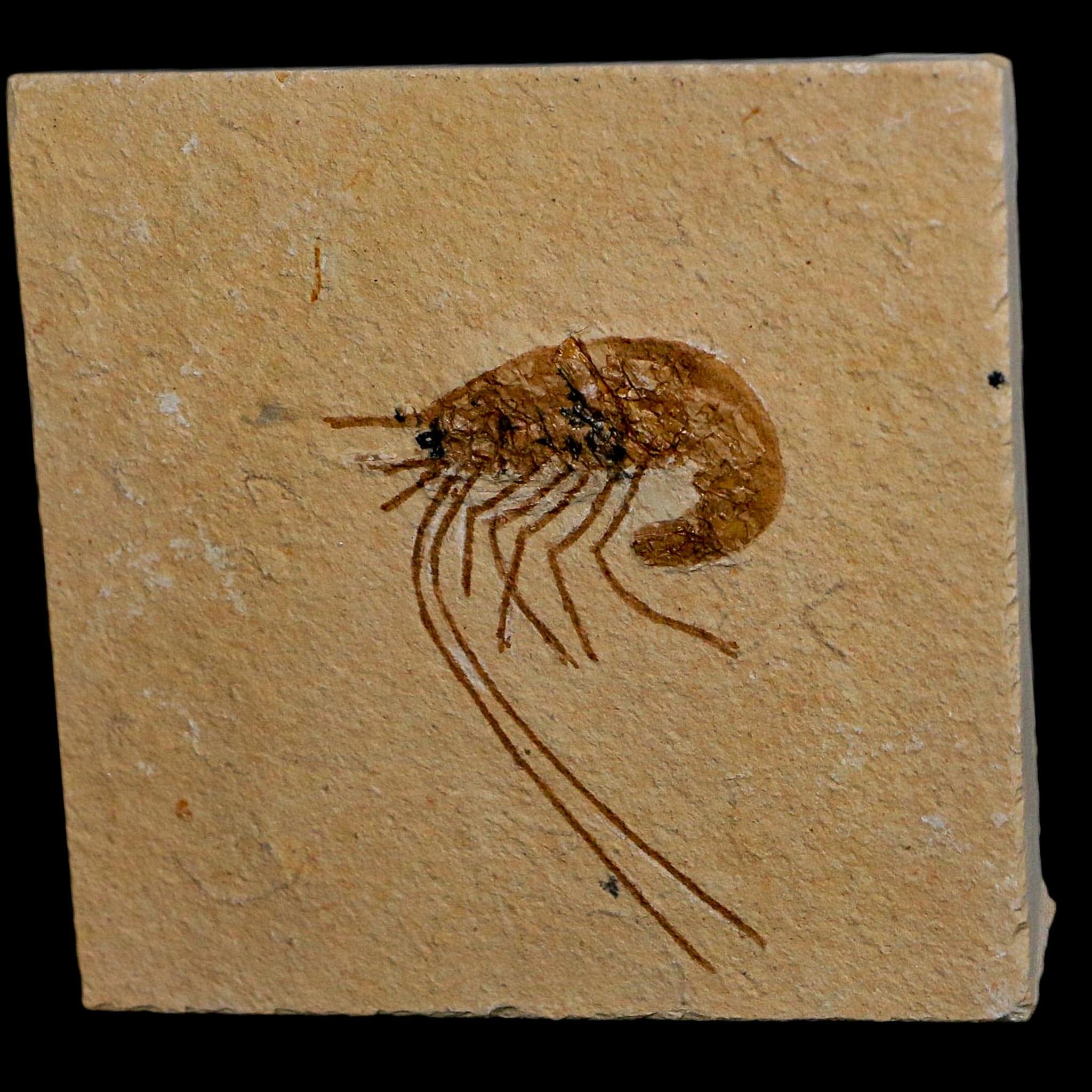 1.6" Fossil Shrimp Carpopenaeus Cretaceous Age 100 Mil Yrs Old Lebanon COA