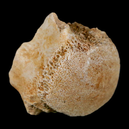 1" Mosasaur Fossil Vertebrae Bone Upper Cretaceous Dinosaur Era Morocco COA