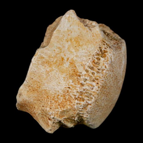 1" Mosasaur Fossil Vertebrae Bone Upper Cretaceous Dinosaur Era Morocco COA - Fossil Age Minerals