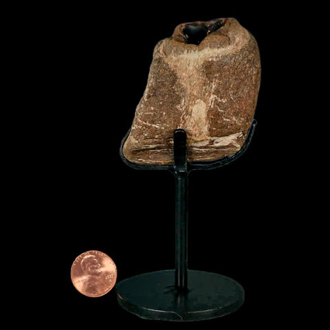 2.3" Mosasaur Fossil Jaw Section Cretaceous Dinosaur Era Texas Ozan FM COA Stand - Fossil Age Minerals