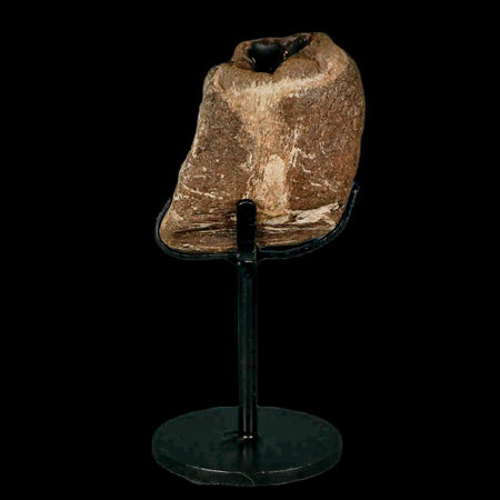 2.3" Mosasaur Fossil Jaw Section Cretaceous Dinosaur Era Texas Ozan FM COA Stand
