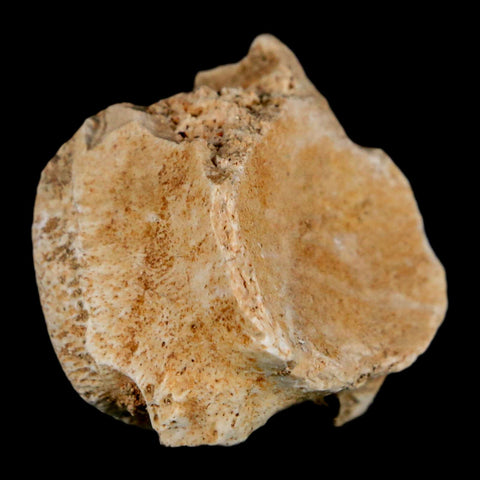 1" Mosasaur Fossil Vertebrae Bone Upper Cretaceous Dinosaur Era Morocco COA - Fossil Age Minerals