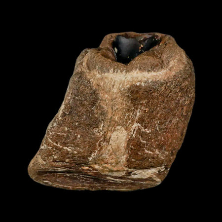 2.3" Mosasaur Fossil Jaw Section Cretaceous Dinosaur Era Texas Ozan FM COA Stand