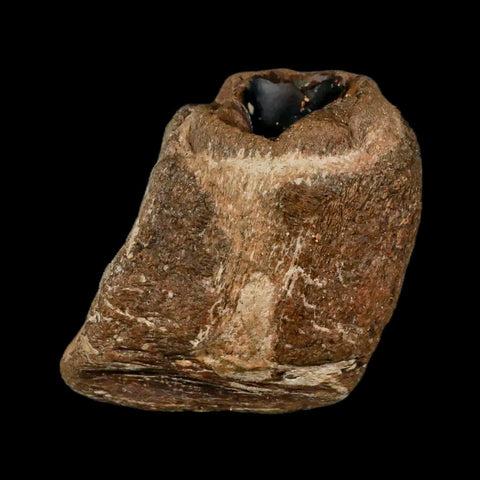 2.3" Mosasaur Fossil Jaw Section Cretaceous Dinosaur Era Texas Ozan FM COA Stand - Fossil Age Minerals