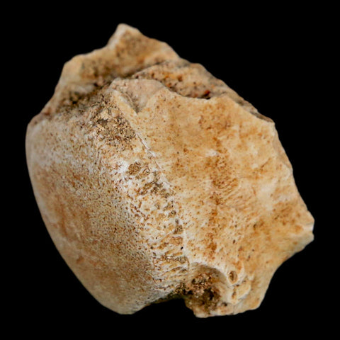 1" Mosasaur Fossil Vertebrae Bone Upper Cretaceous Dinosaur Era Morocco COA - Fossil Age Minerals