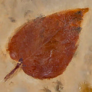 1.2" Zizyphus Sp Fossil Plant Leaf Fort Union Formation Glendive MT Paleocene Age