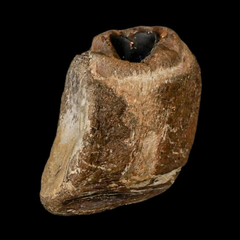 2.3" Mosasaur Fossil Jaw Section Cretaceous Dinosaur Era Texas Ozan FM COA Stand - Fossil Age Minerals