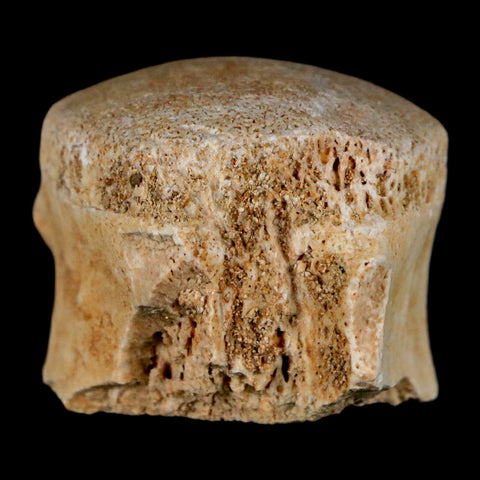 1" Mosasaur Fossil Vertebrae Bone Upper Cretaceous Dinosaur Era Morocco COA - Fossil Age Minerals