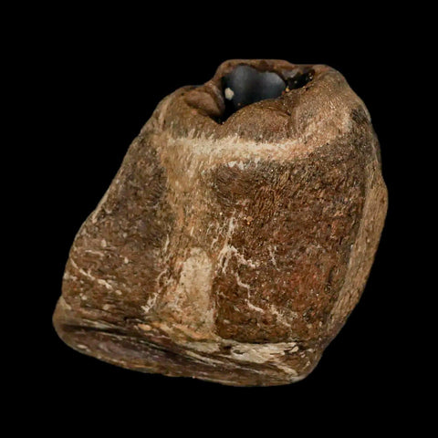 2.3" Mosasaur Fossil Jaw Section Cretaceous Dinosaur Era Texas Ozan FM COA Stand - Fossil Age Minerals