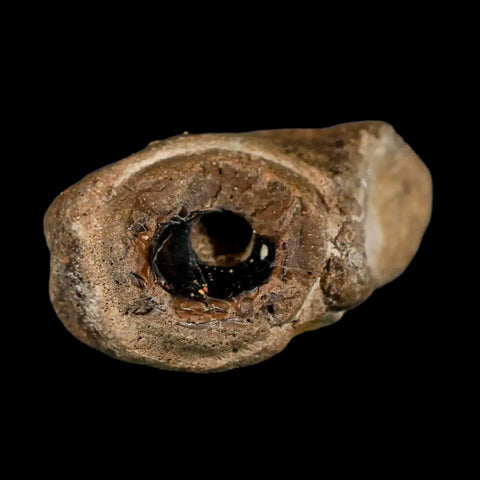 2.3" Mosasaur Fossil Jaw Section Cretaceous Dinosaur Era Texas Ozan FM COA Stand - Fossil Age Minerals