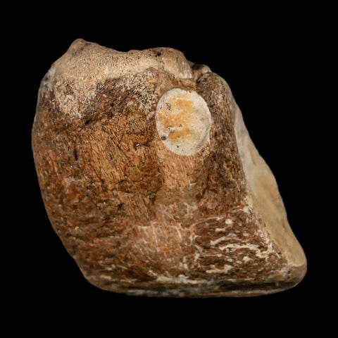 2.3" Mosasaur Fossil Jaw Section Cretaceous Dinosaur Era Texas Ozan FM COA Stand - Fossil Age Minerals