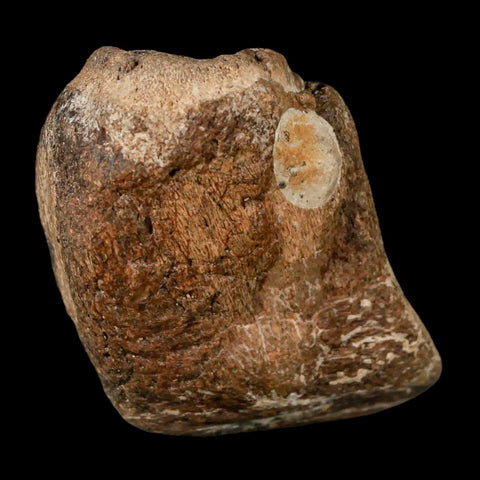 2.3" Mosasaur Fossil Jaw Section Cretaceous Dinosaur Era Texas Ozan FM COA Stand - Fossil Age Minerals